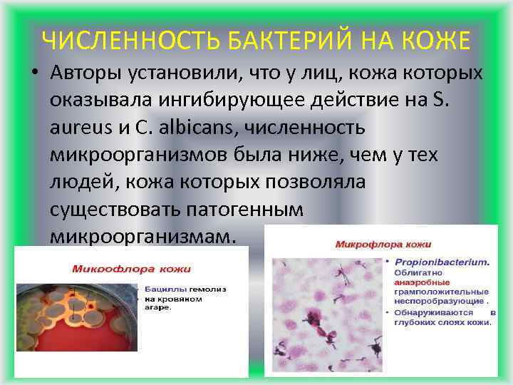 ЧИСЛЕННОСТЬ БАКТЕРИЙ НА КОЖЕ • Авторы установили, что у лиц, кожа которых оказывала ингибирующее