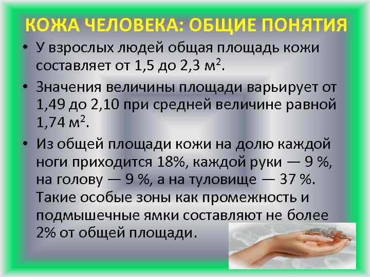 КОЖА ЧЕЛОВЕКА: ОБЩИЕ ПОНЯТИЯ • У взрослых людей общая площадь кожи составляет от 1,