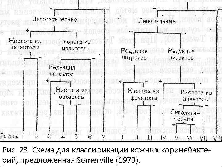 Рис. 23. Схема для классификации кожных коринебактерий, предложенная Somerville (1973). 