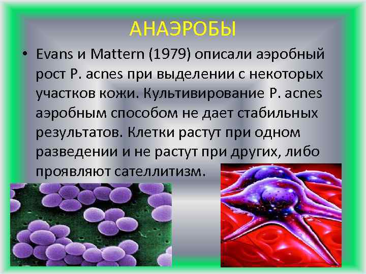 АНАЭРОБЫ • Evans и Mattern (1979) описали аэробный рост Р. acnes при выделении с