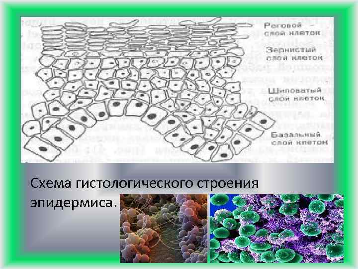 Схема гистологического строения эпидермиса. 