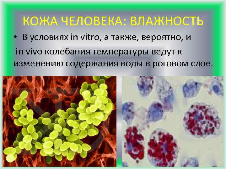 КОЖА ЧЕЛОВЕКА: ВЛАЖНОСТЬ • В условиях in vitro, а также, вероятно, и in vivo