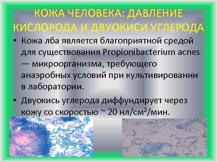 КОЖА ЧЕЛОВЕКА: ДАВЛЕНИЕ КИСЛОРОДА И ДВУОКИСИ УГЛЕРОДА • Кожа лба является благоприятной средой для