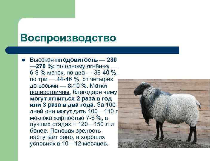 Живой вес овец. Бараны Романовской породы характеристика. Баран Романовская порода характеристика. Романовская порода овец вес. Романовская порода овец плодовитость.