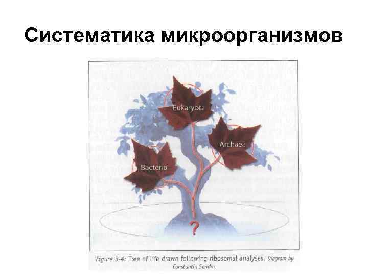 Систематика микроорганизмов 