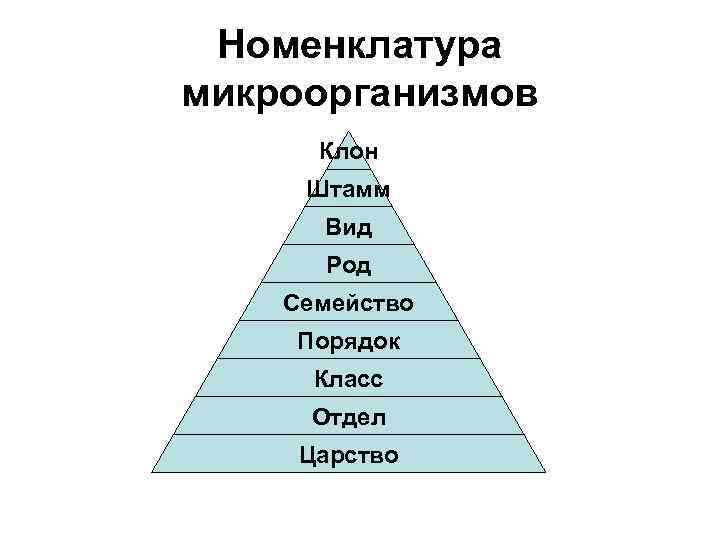 Номенклатура микроорганизмов Клон Штамм Вид Род Семейство Порядок Класс Отдел Царство 