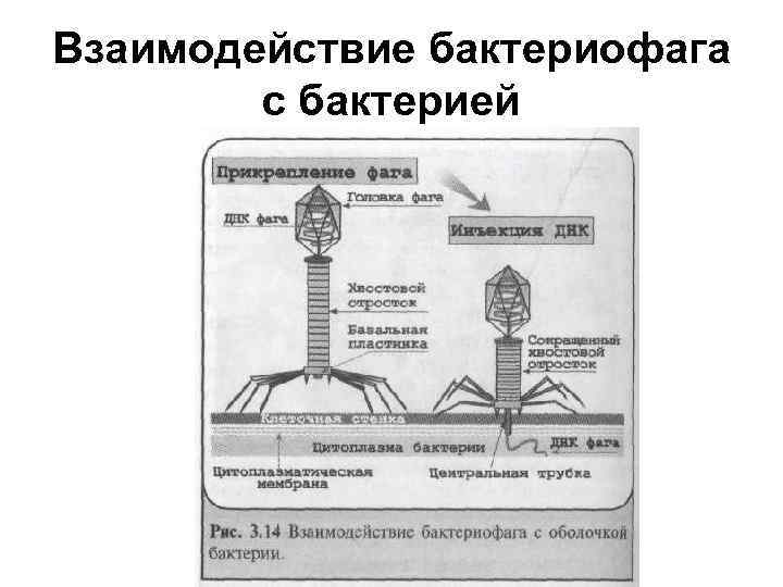 Взаимодействие бактериофага с бактерией 