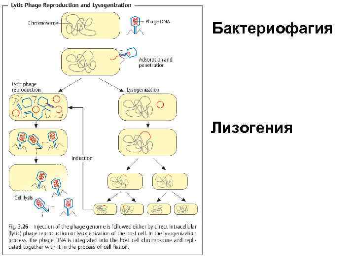 Бактериофагия Лизогения 