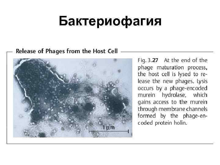 Бактериофагия