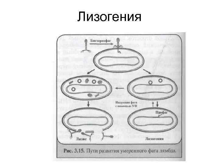 Лизогенный цикл. Лизогения бактериофагов микробиология. Лизогенный цикл бактериофага это. Лизогения это микробиология. Лизогенная конверсия бактериофагов.
