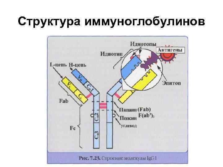 Схема иммуноглобулина. Строение антител иммуноглобулинов. Схема строения антигена и антитела. Строение антигена схема. Структура иммуноглобулина паратоп.