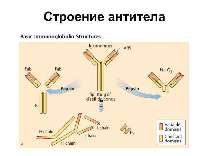 Если на эритроцитах обнаружены антигены а и в то исследуемый образец крови относится к группе