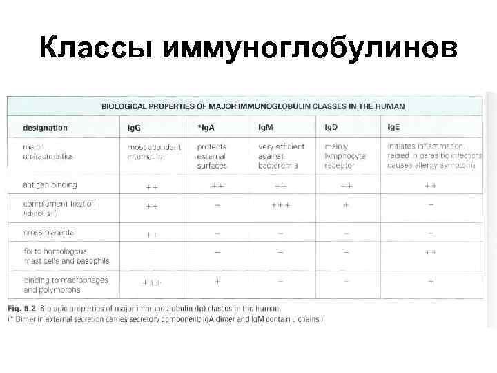Классы иммуноглобулинов 