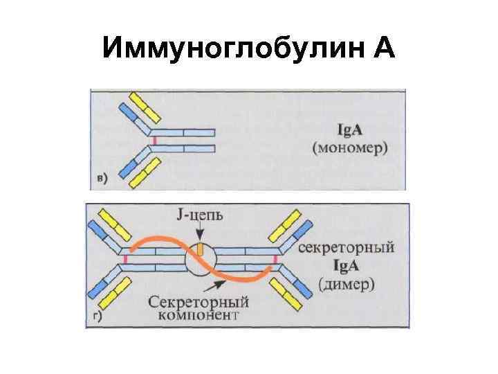 Секреторный иммуноглобулин а