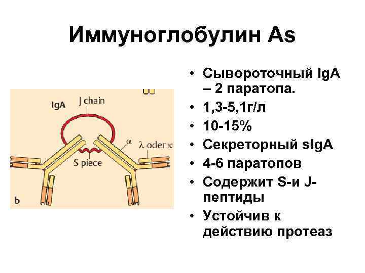 Роль иммуноглобулинов. Секреторный иммуноглобулин а функции. Iga иммуноглобулин. Секреторный иммуноглобулин а синтезируется. Схема строения секреторного иммуноглобулина а.
