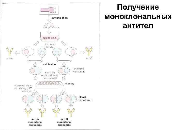 Схема получения гибридом