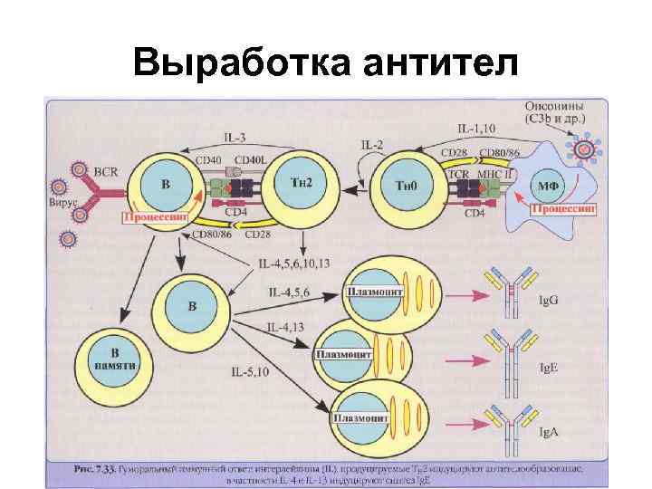 Выработка антител 