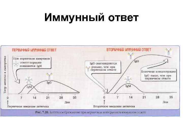 Иммунный ответ 