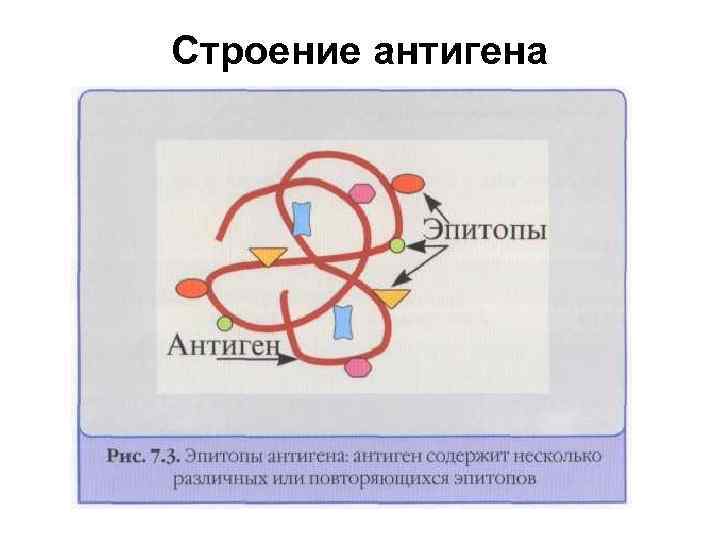Строение антигена 