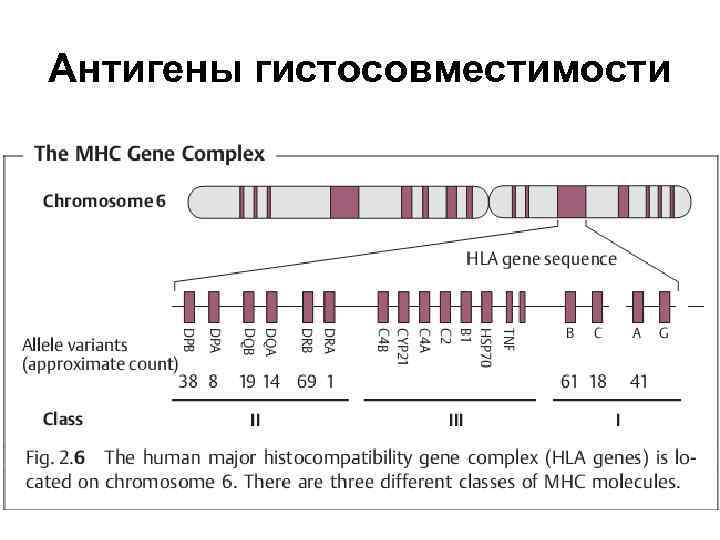 Антигены гистосовместимости 
