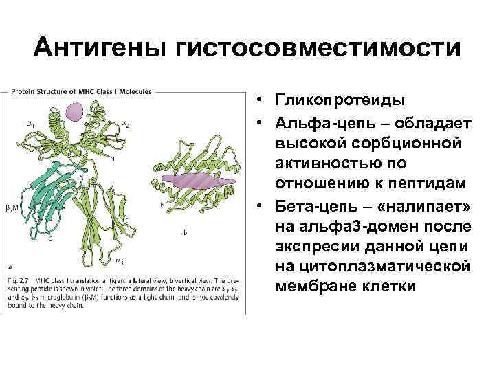 Если на эритроцитах обнаружены антигены а и в то исследуемый образец крови относится к группе