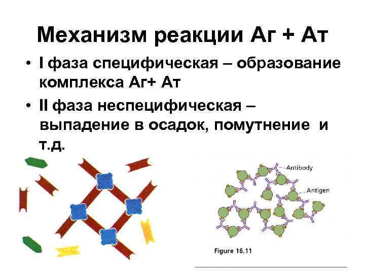 Фаза реакций. Реакции АГ-АТ. Фазы реакции АГ+АТ. Реакция взаимодействия АГ С АТ. Реакции АГ+АТ протекают в 2 фазы.