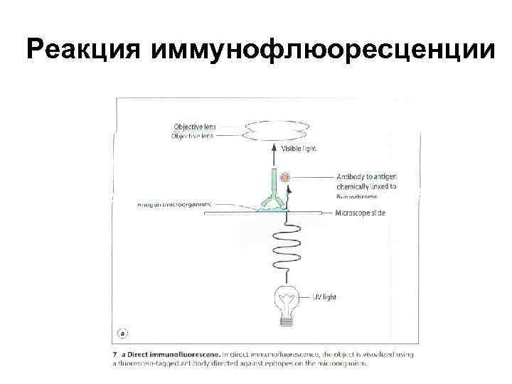 Реакция иммунофлюоресценции 