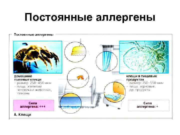 Постоянные аллергены 