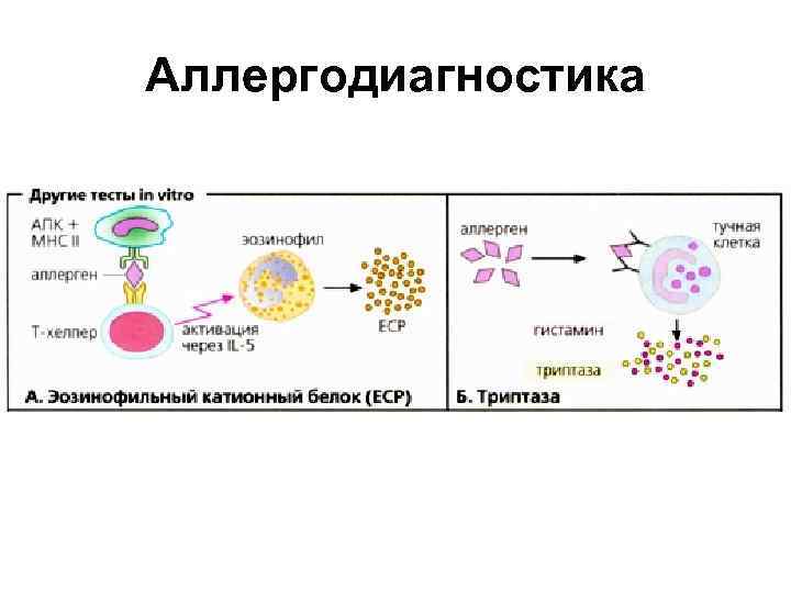 Аллергодиагностика 