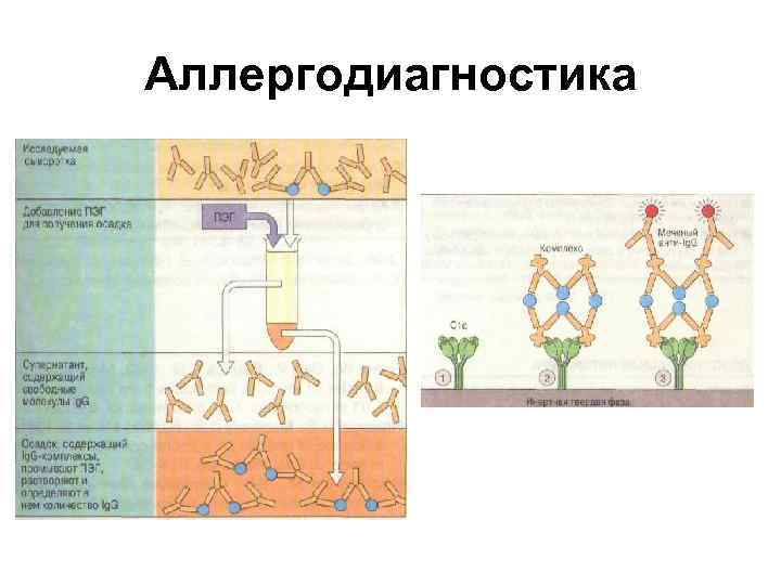 Аллергодиагностика 