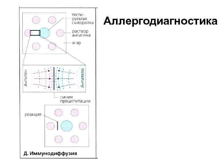 Аллергодиагностика 