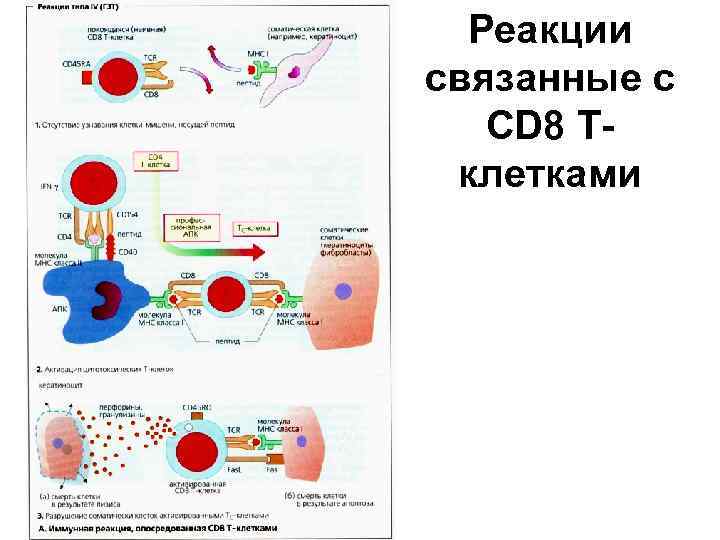 Реакции связанные с CD 8 Тклетками 