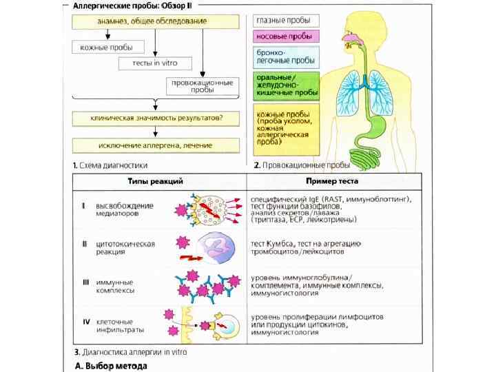 Аллергия общая схема возникновения