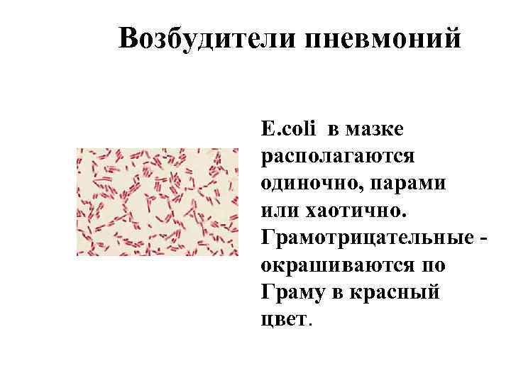 Возбудители пневмоний E. coli в мазке располагаются одиночно, парами или хаотично. Грамотрицательные окрашиваются по