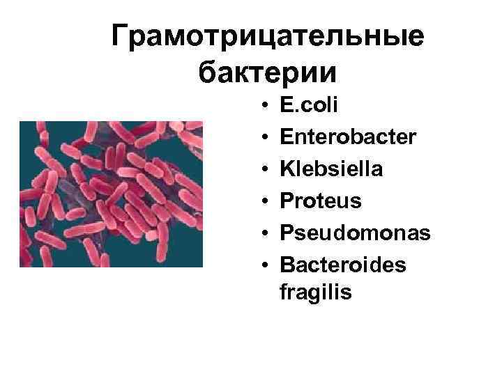 Грамотрицательные бактерии • • • E. coli Enterobacter Klebsiella Proteus Pseudomonas Bacteroides fragilis 