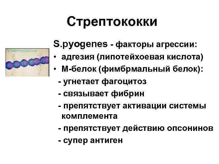 Стрептококки S. pyogenes - факторы агрессии: • адгезия (липотейхоевая кислота) • М-белок (фимбрмальный белок):