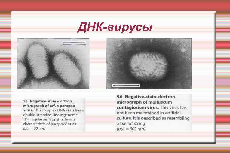 ДНК-вирусы 