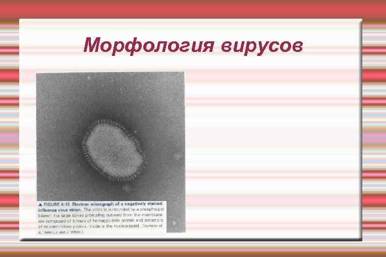 Морфология вирусов 