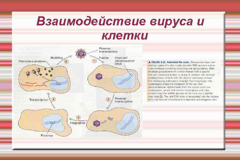 Взаимодействие вируса и клетки 