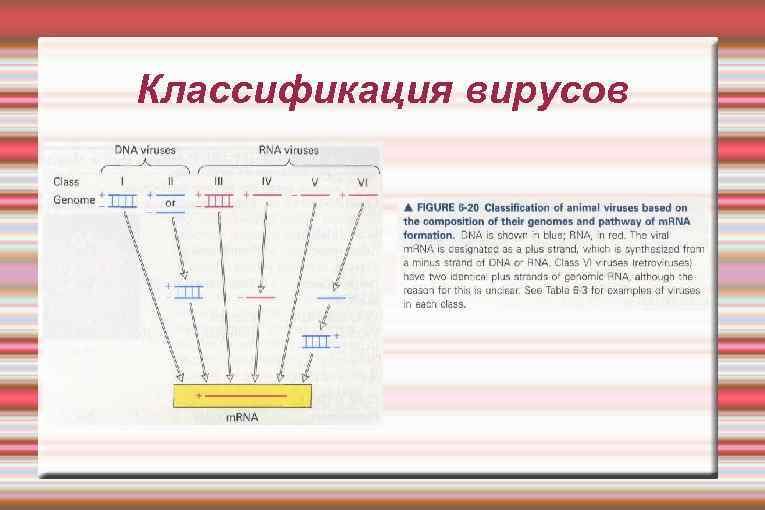 Классификация вирусов 