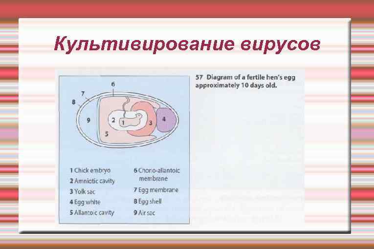 Культивирование вирусов 