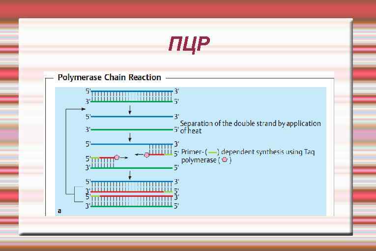 ПЦР 