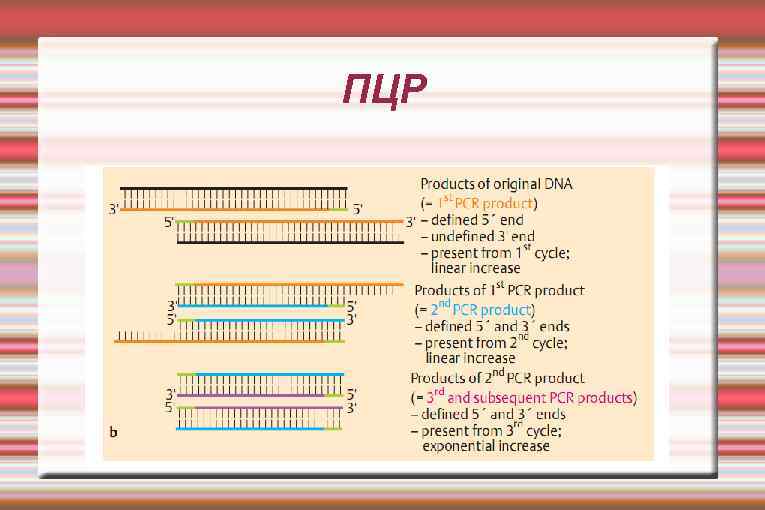 ПЦР 