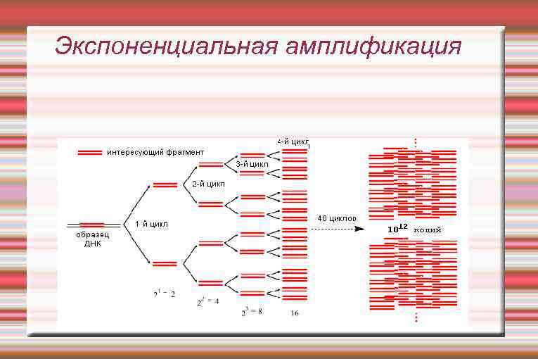 Экспоненциальная амплификация 