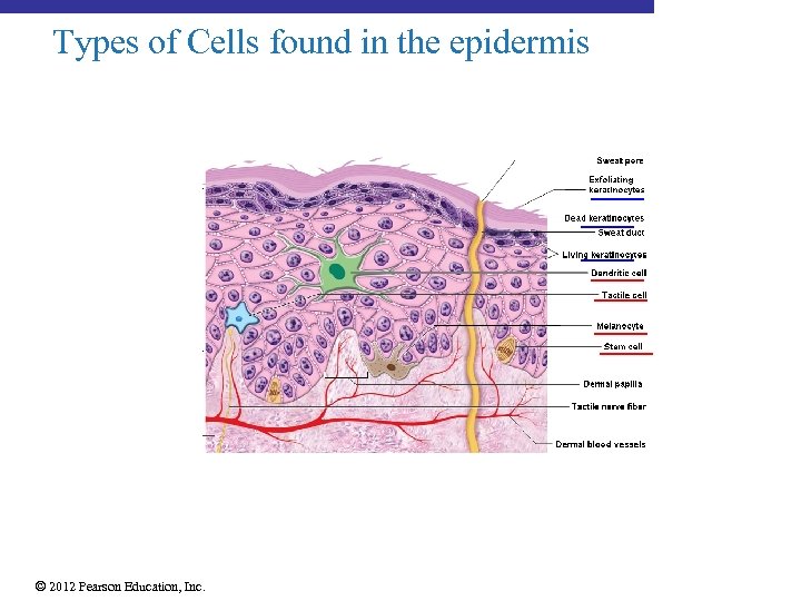 Types of Cells found in the epidermis © 2012 Pearson Education, Inc. 