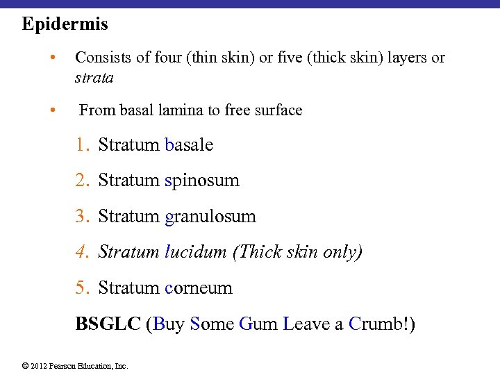 Epidermis • Consists of four (thin skin) or five (thick skin) layers or strata