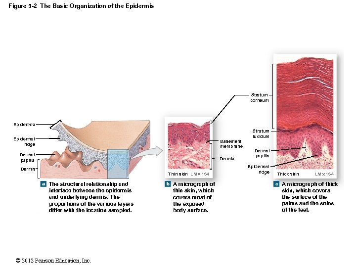 Figure 5 -2 The Basic Organization of the Epidermis Stratum corneum Epidermis Epidermal ridge