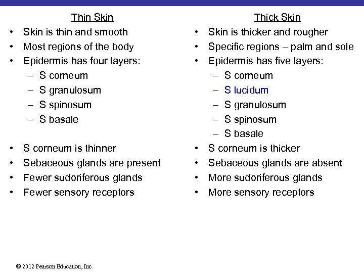 Thin Skin • Skin is thin and smooth • Most regions of the body