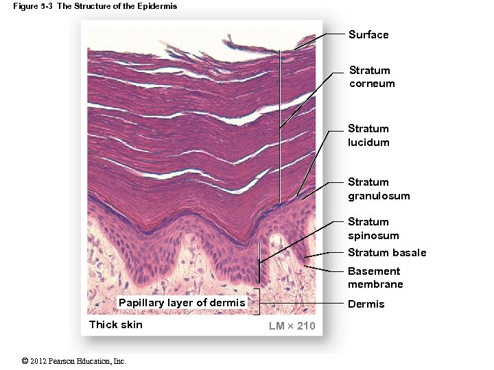 Figure 5 -3 The Structure of the Epidermis Surface Stratum corneum Stratum lucidum Stratum