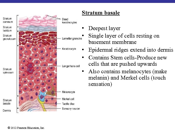 Stratum basale • Deepest layer • Single layer of cells resting on basement membrane